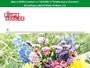 Blume2000.de Gutscheine & Cashback im Juni 2023