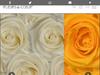 Blumenvonherzen.de Gutscheine & Cashback im April 2021 Blumenvonherzen.de Gutscheine & Cashback im April 2021