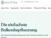 Blumixx.de Gutscheine & Cashback im April 2021 Blumixx.de Gutscheine & Cashback im April 2021