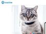 Tractive.com Gutscheine & Cashback im Mai 2023